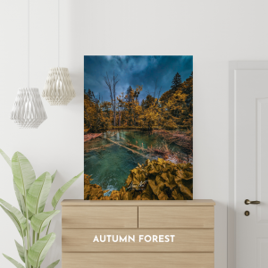 Autumn Forest