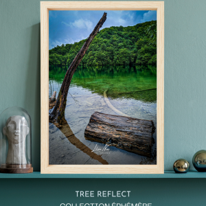 Tree Reflect - CE