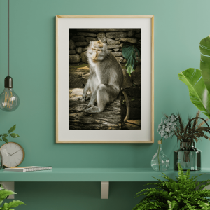 Monkey Model
