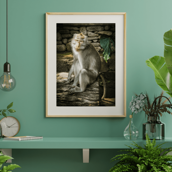 Monkey Model