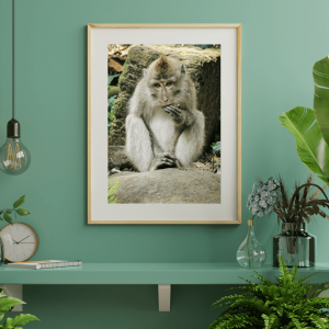 Baby Monkey